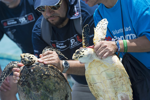 tortugacampecheBanamex