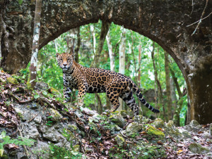 Jaguar-selva2821