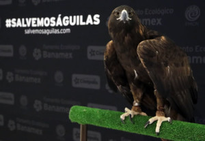 Aguila real