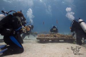Coral Reef Restauration Mexican Caribean 