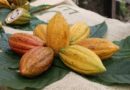 Ferrero acelera su agenda ESG con innovación, agricultura responsable y compromiso con las comunidades agrícolas mexicanas