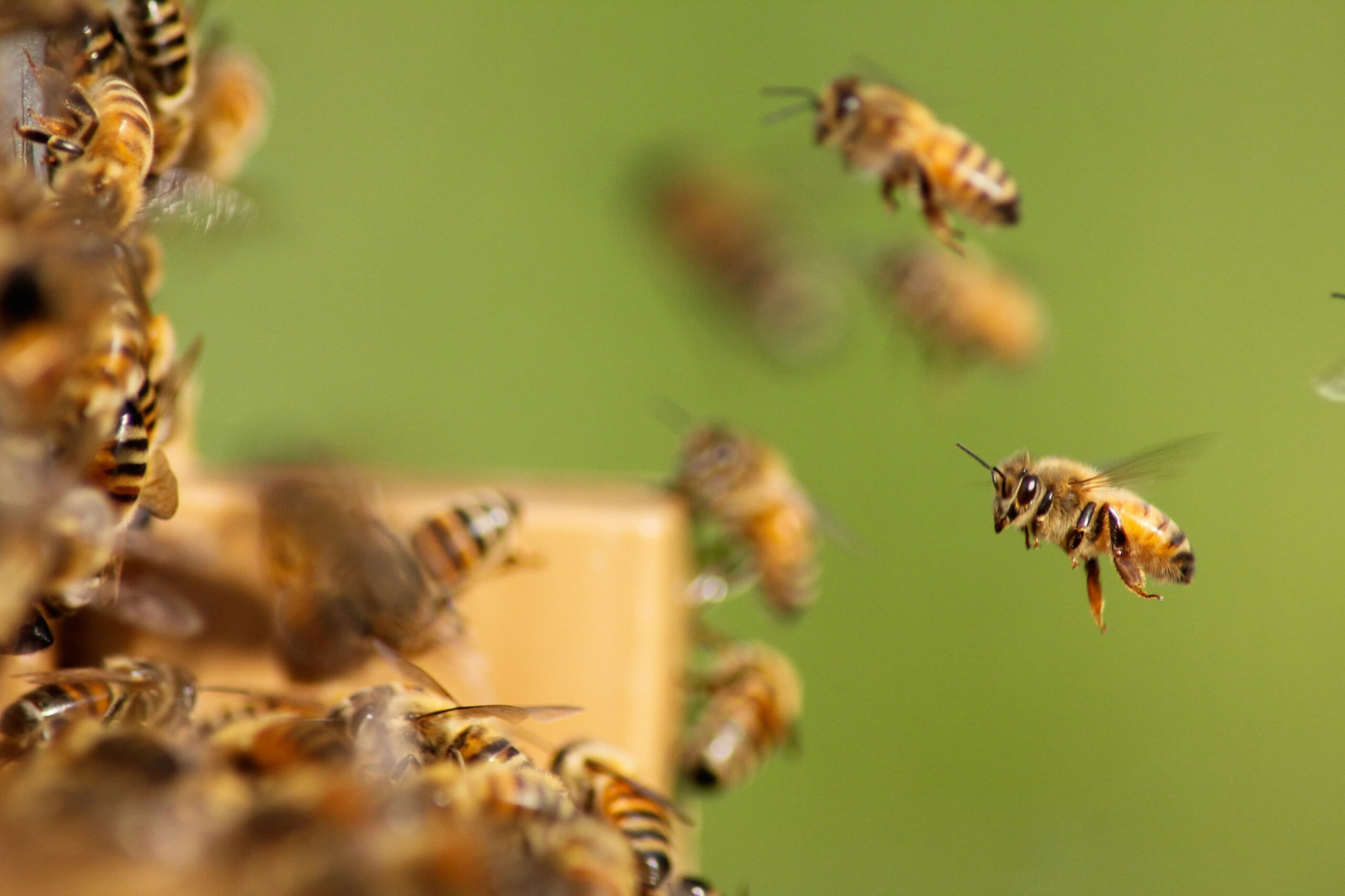 Las abejas son un «pilar silencioso» de la seguridad alimentaria
