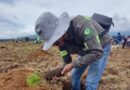 Cementos Moctezuma «siembra» restauración ambiental